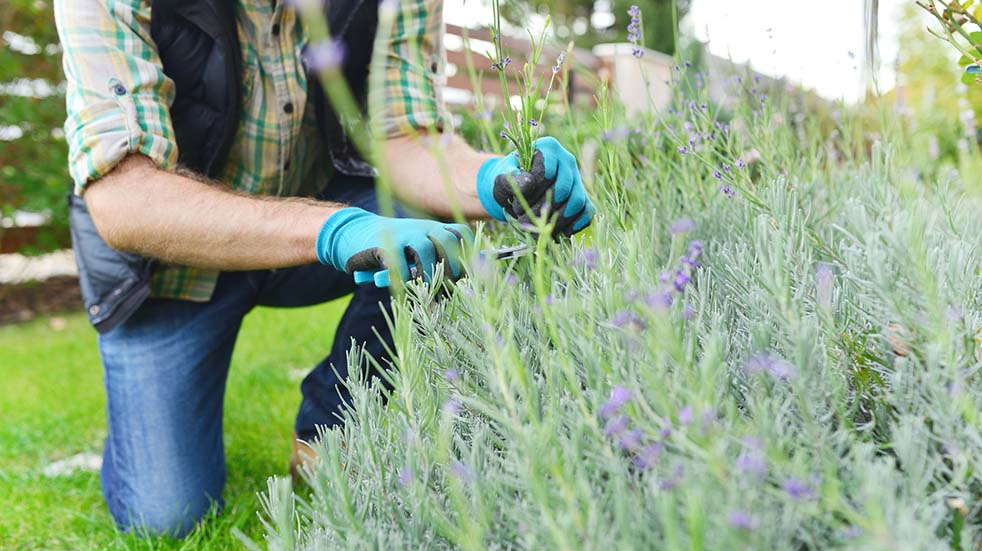 August bank holiday gardening tips cutting lavender
